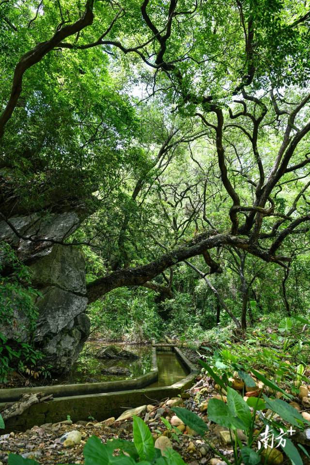 沙口鎮(zhèn)園山村背后，古樟樹錯落有致。 曾亮超 攝