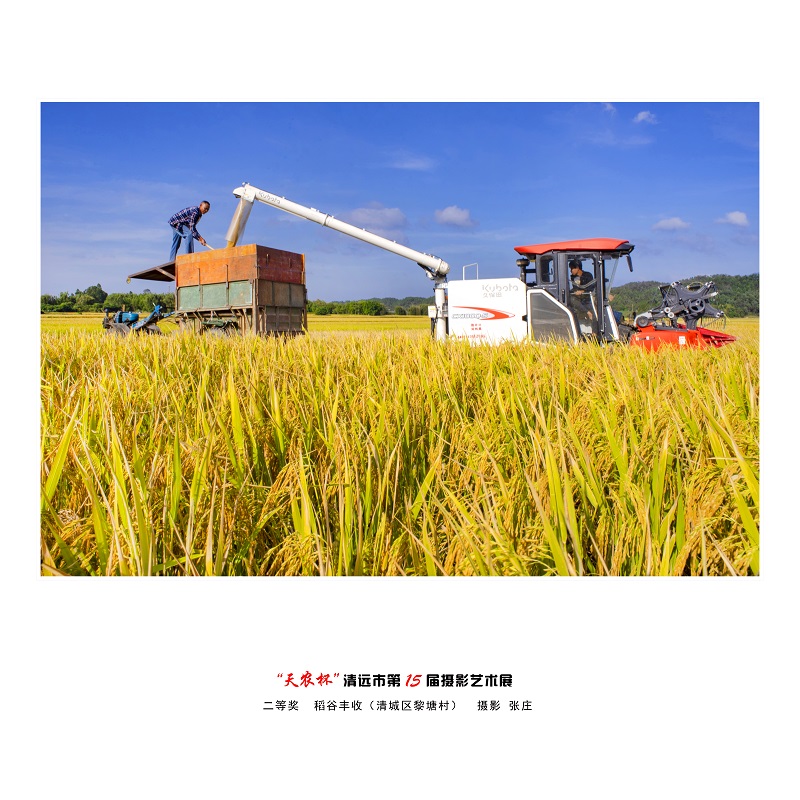 二等獎  稻谷豐收（清城區黎塘村）  攝影 張莊.jpg
