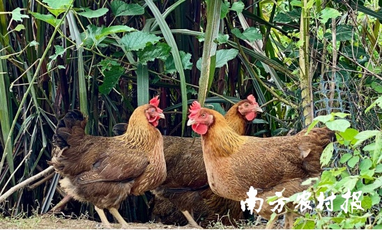 五大百億 | 清遠(yuǎn)雞，英德紅茶！入選中國農(nóng)業(yè)品牌目錄2024農(nóng)產(chǎn)品區(qū)域公用品牌