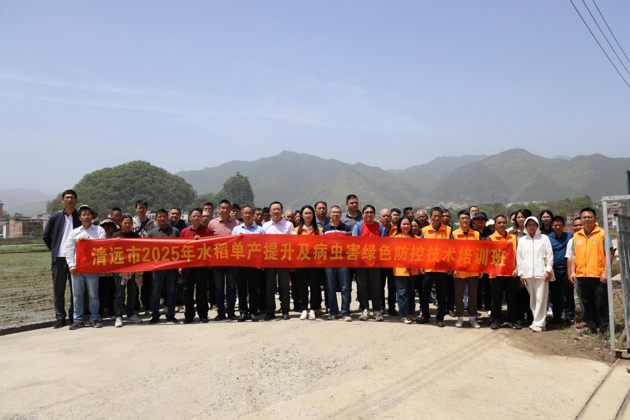 強(qiáng)化科技支撐 清遠(yuǎn)市舉辦2025年水稻單產(chǎn)提升及病蟲害綠色防控技術(shù)培訓(xùn)